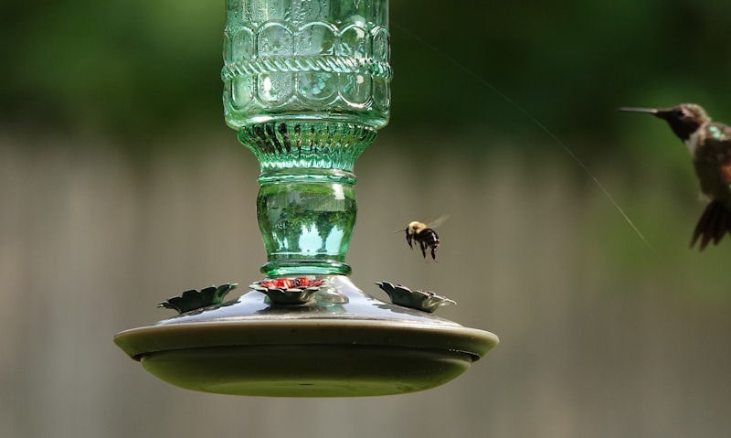 Hummingbird on approach to feeder with queen bee in the way