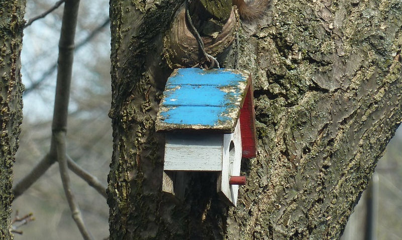 Birdhouse precariously hung off short thick tree limb