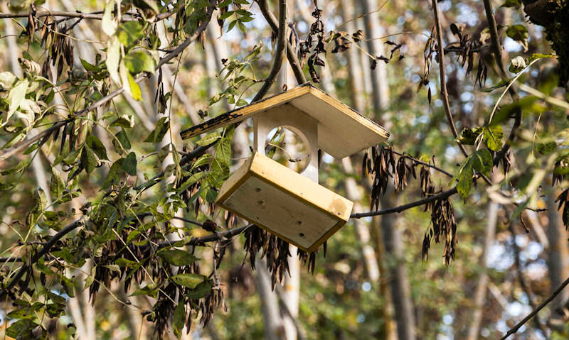 Empty wooden apple bird feeder hanging in tree