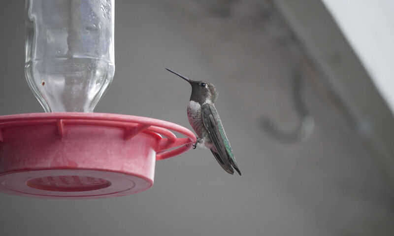 Hummingbird perching on feeder with blurred eaves in background