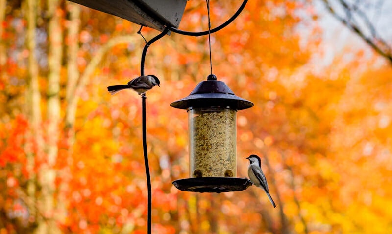Chickadees perched around gutter suspended seed feeder, autumn trees