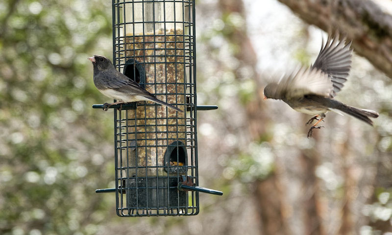 Birds seen around hanging seed feeder high up in tree