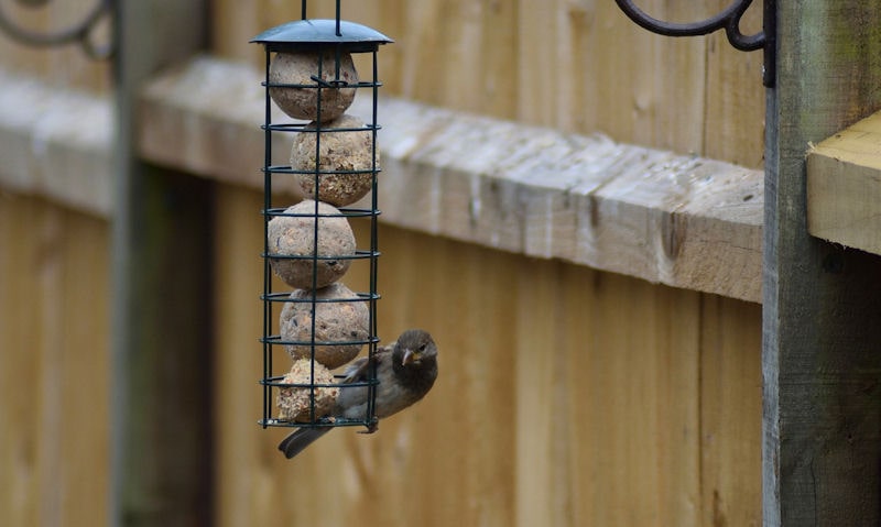 Bird clinging to fat ball bird feeder hung off metal fence bracket