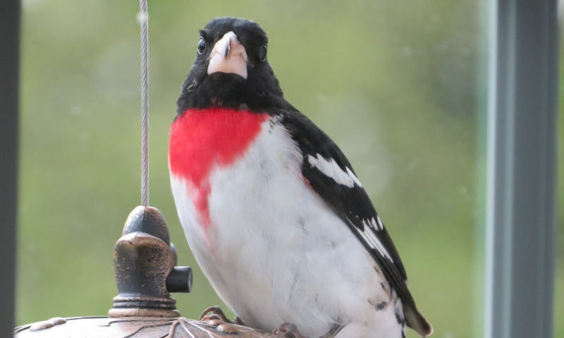 Rose-breasted Grosbeak perch on feeder suspended outside window