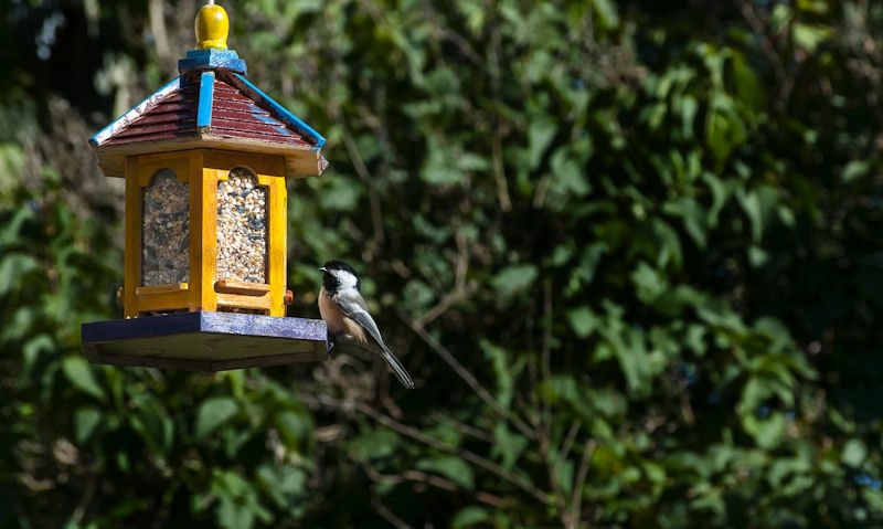 Chickadee perched on colorful hanging wooden seed bird feeder