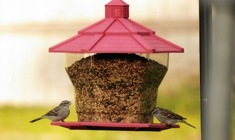 Sparrows perched on a suspended large, heavy, panoramic seed feeder