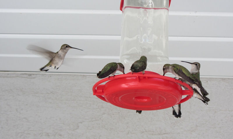 Seven hummingbirds occupy hummingbird feeder hung under soffit