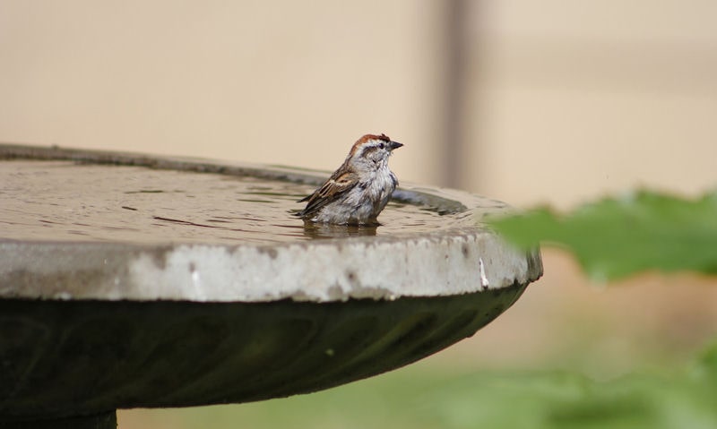 Sparrow submerged in metal bird bath