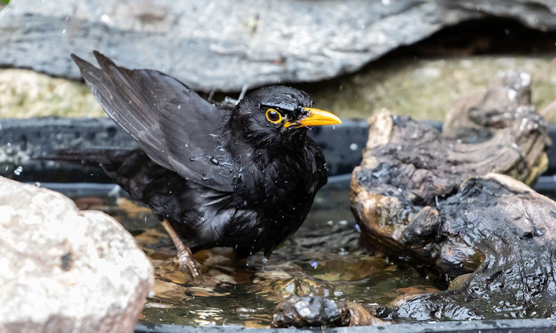 Blackbird frolicking in rock filled bird bath bowl
