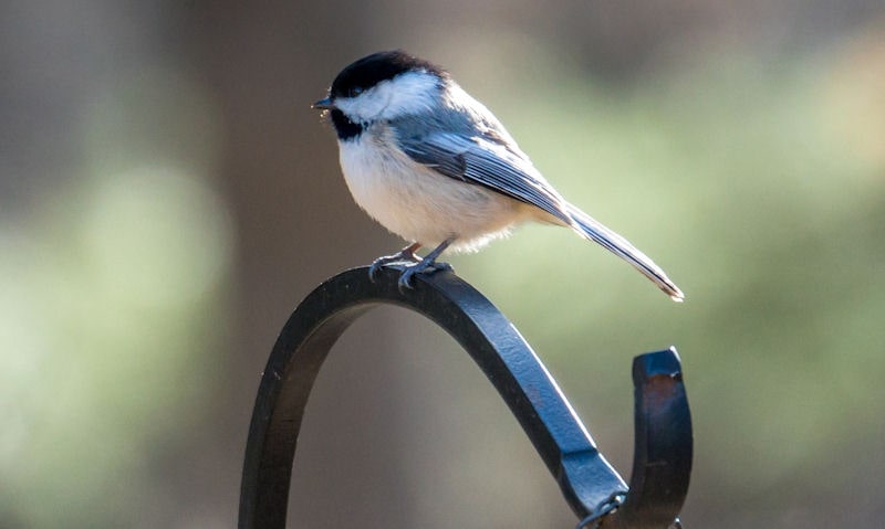 Black-capped Chickadee perched on top of bird feeder pole