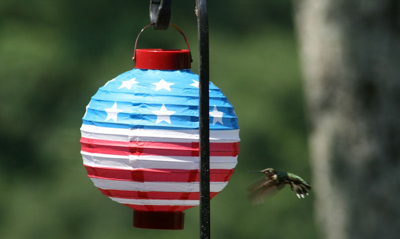 Hummingbird approaching USA flag shroud feeder on pole