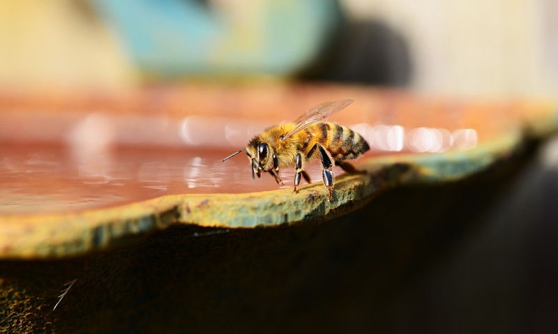 Beautiful close up shot of honey bee on rim of bird bath