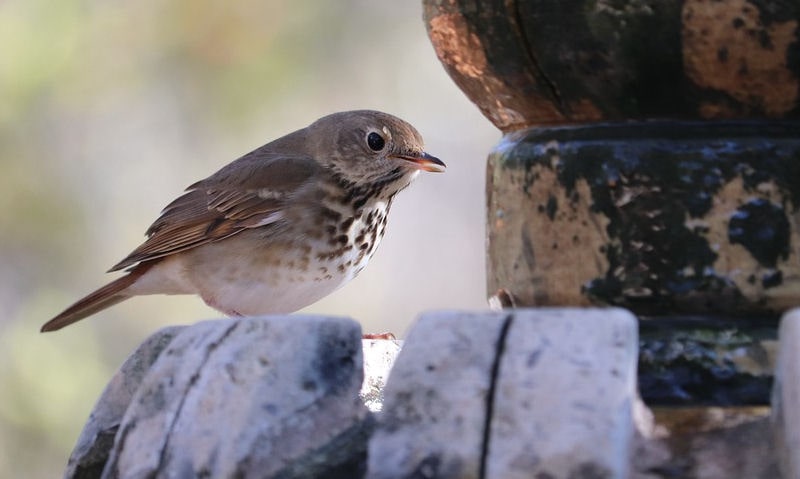 Spotted Ground-Thrush perched on bird bath with algae seen on sides