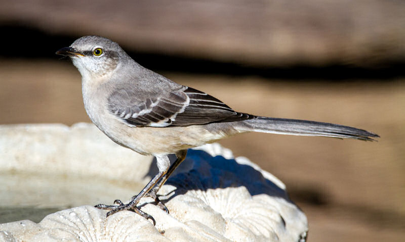 Northern Mockingbird perched on rim of white stone resin bird bath