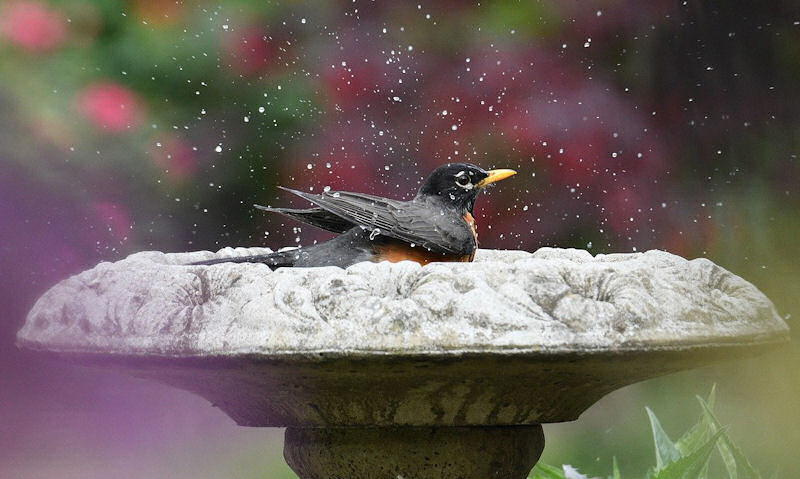 American Robin making splashes as he frolics in stone bird bath on pedestal