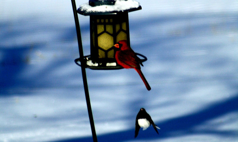 Northern Cardinal perched on seed feeder hanging off tilting pole