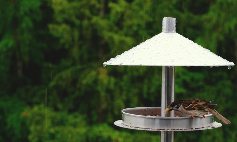 Sparrow feeds on scraps under roofed platform feeder in pouring rain
