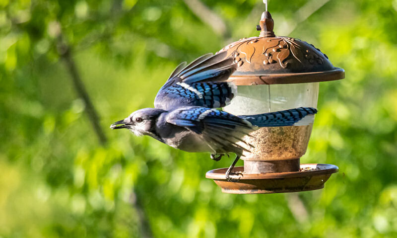 How to keep Blue Jays out of feeders