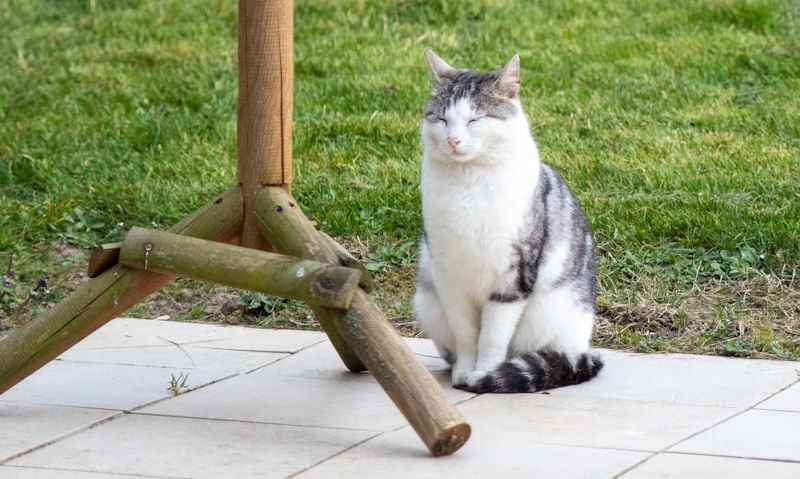 Sleepy cat sitting underneath pole mounted wooden platform bird feeder