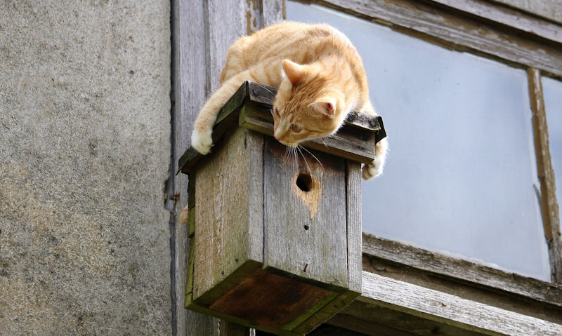 Ginger cat attempting to reach the entry hole of a wooden bird house