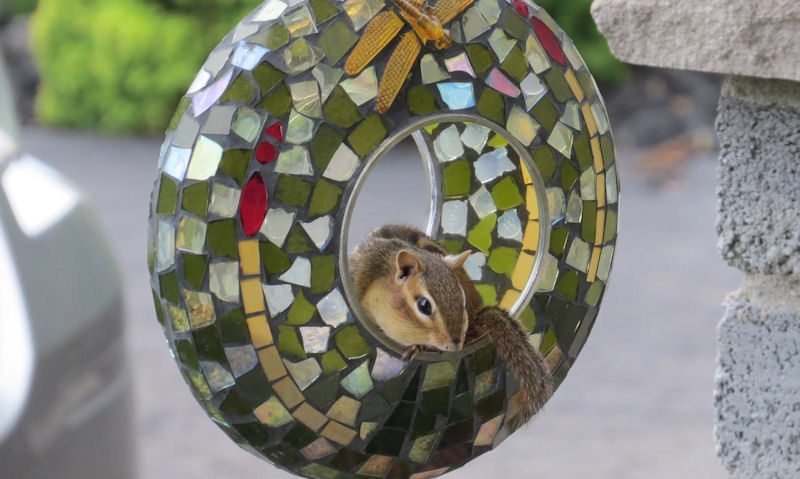 Chipmunk sat inside mosaic wreath style bird feeder