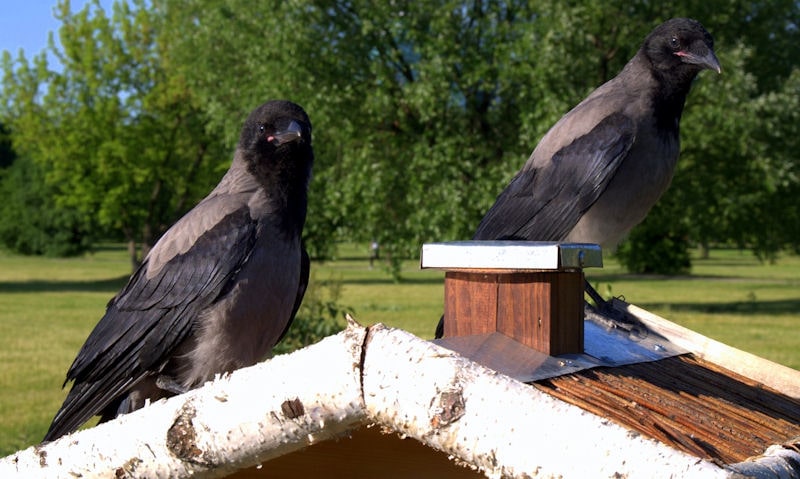 Crows perched on roof of platform bird feeder
