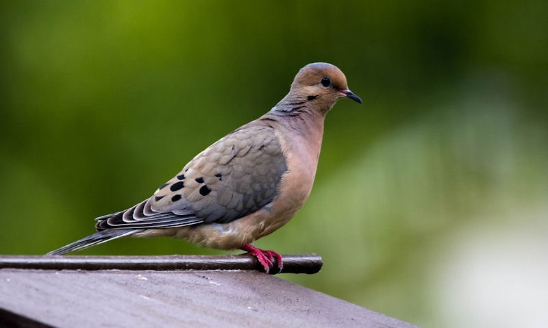 Mourning Dove perched on top of platform feeder roof