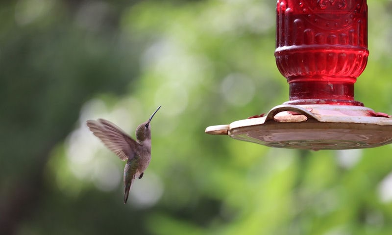 Hummingbird hovering near red glass/metal hummingbird feeder