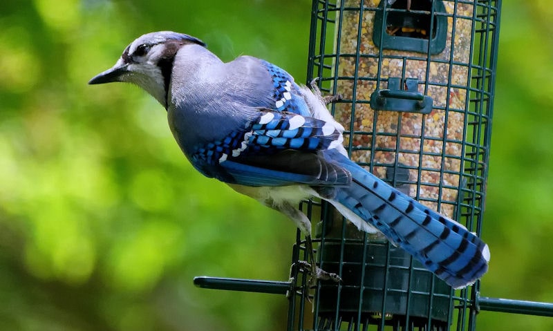 Large Blue Jay perched awkwardly on shut closed squirrel proof bird feeder