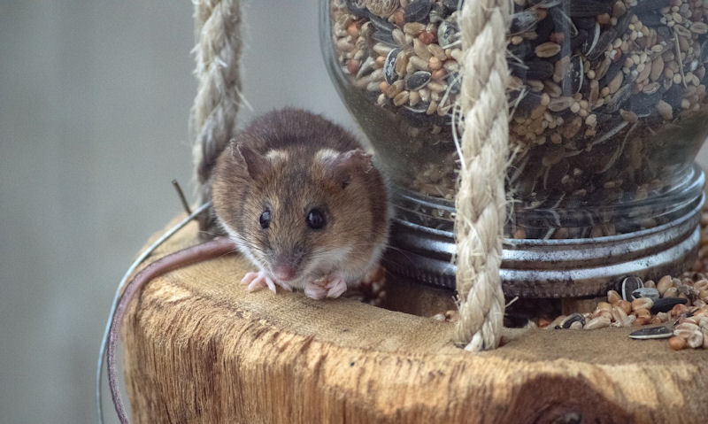 Mouse on homemade wooden, glass bottle bird seed feeder