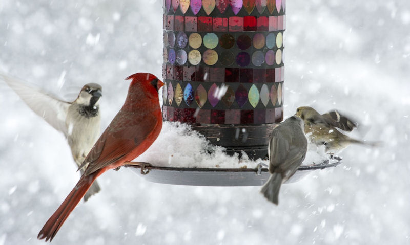 Cardinal, Sparrow, Finches attempt to feed on heavy snow covered seed feeder