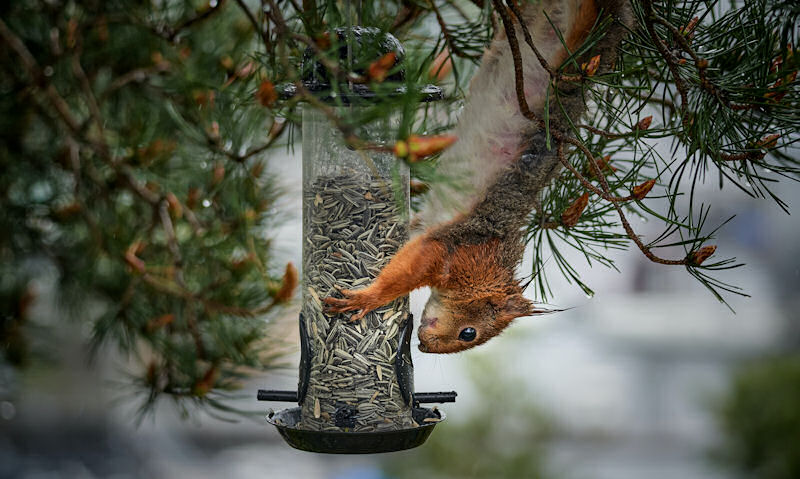 Squirrel descending on sunflower seed-filled feeder in fir tree