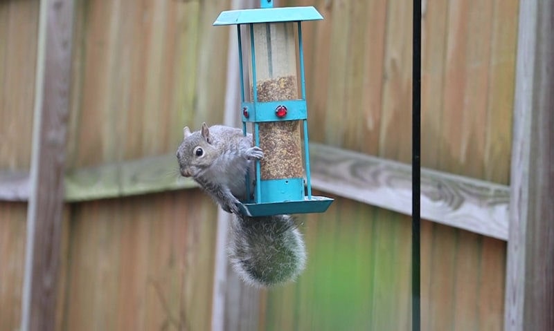 How to keep Squirrels off bird feeders