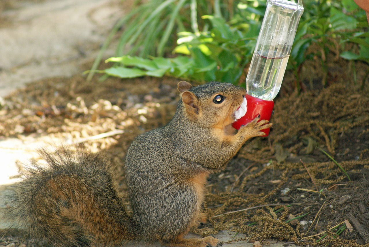 How to keep Squirrels off Hummingbird feeder