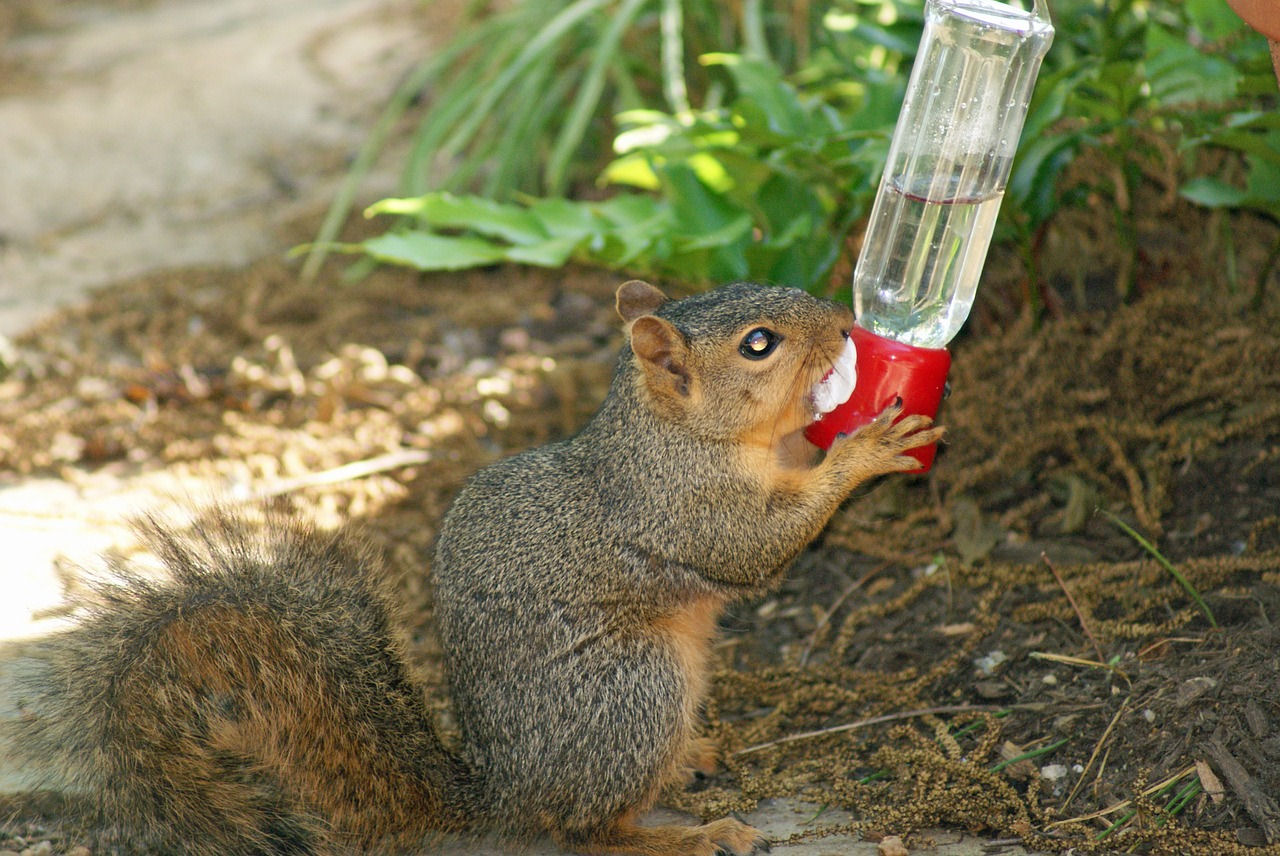 Baby squirrel feeding off nectar in hummingbird feeder on ground