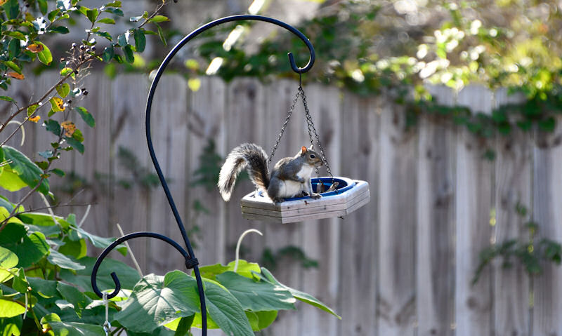 Squirrel sat on bird feeder dish hung off single bracket Shepherd's hook