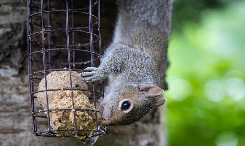 Squirrel is seen descending on a fat ball suet feeder