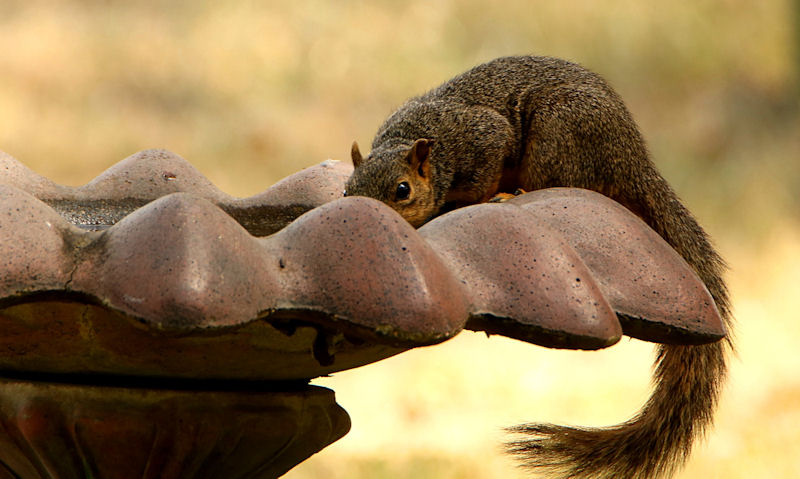 Squirrel drinking out of weathered terracotta bird bath on stand