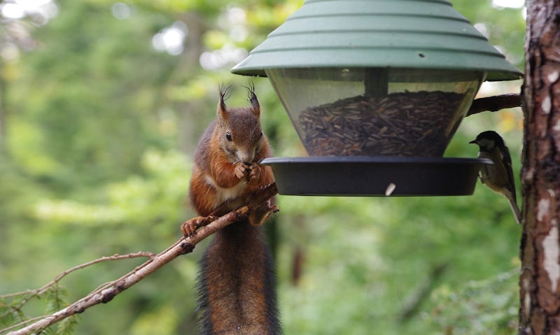 Squirrel, wild bird share space on suspended seed feeder