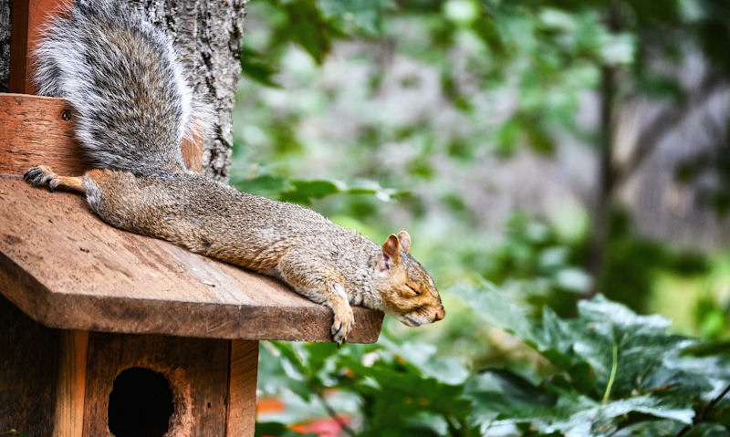Squirrel laid out on top of wooden birdhouse, mounted to tree