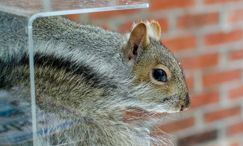 Squirrel stood in clear plastic window feeder as seen inside home