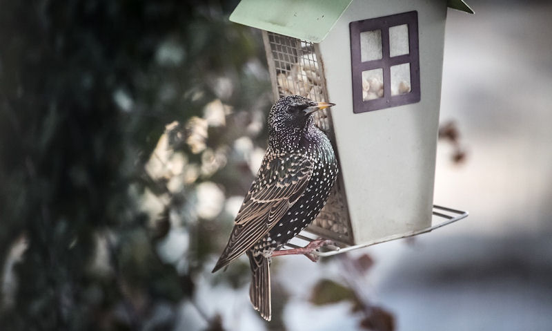 Starling perched on metal wire nut feeder, hung in tree