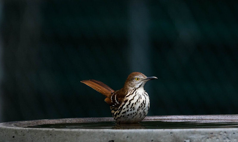 Brown Thrasher calmly perched in shallow stone bird bath bowl