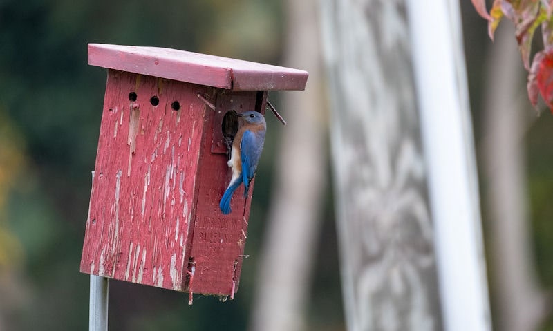 Bluebird perched on entry hole predator guard of painted birdhouse