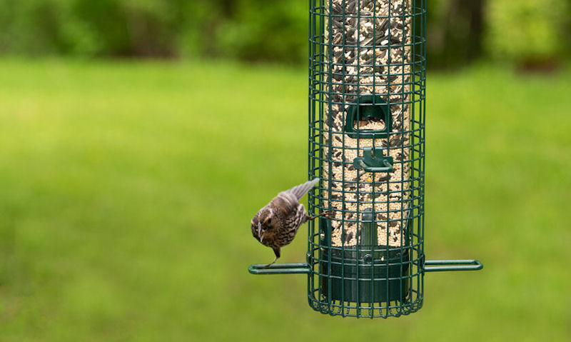 Sparrow perched on hanging Squirrel Buster Classic feeder