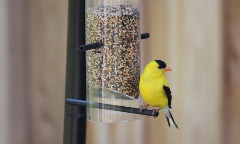 American Goldfinch perched on pole hanging, clear tube seed feeder