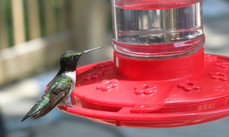 Hummingbird seen perched on rim of hanging hummingbird feeder