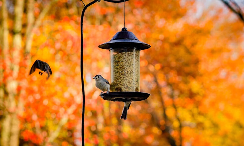 Turf Titmouse perch on bird feeder hanging off pole as other Titmouse approaches in a dawn setting