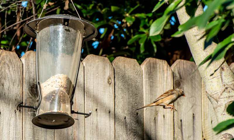 Sparrow flying away from suspended seed tube feeder