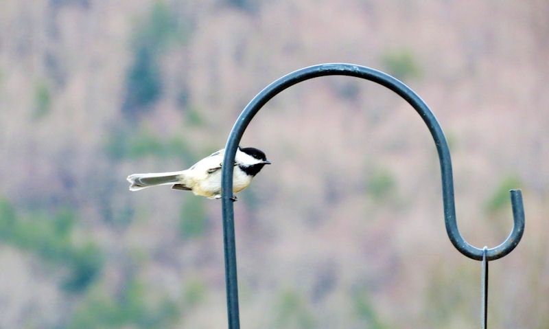 Black-capped Chickadee perched on bird feeder pole bracket